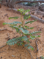 Phyllanthus abnormis