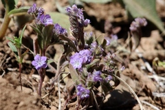 Phacelia humilis