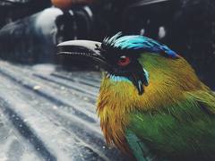 Momotus subrufescens