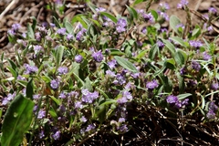 Phacelia humilis