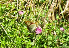 Argynnis pandora