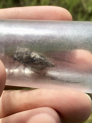 Diceroprocta vitripennis