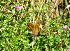 Argynnis pandora