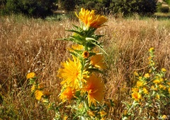 Scolymus hispanicus
