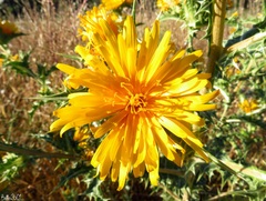 Scolymus hispanicus