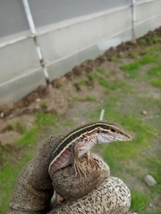 Aspidoscelis communis