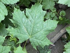 Acer platanoides