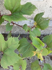 Vitis riparia