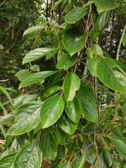 Diospyros oleifera