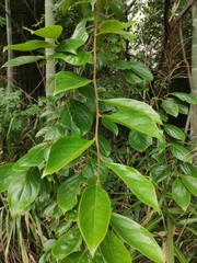 Diospyros oleifera