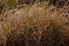 Tristachya biseriata