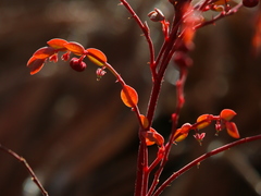 Phyllanthus parvulus
