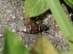 Teleogryllus