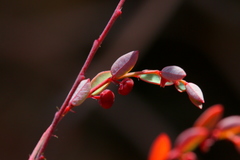 Phyllanthus parvulus