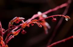 Phyllanthus parvulus