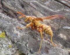 Polistes apachus apachus
