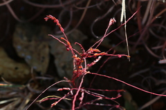 Phyllanthus parvulus