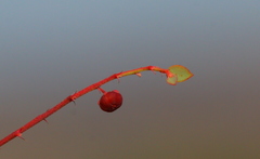 Phyllanthus parvulus