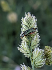 Malachius lusitanicus