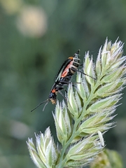 Malachius lusitanicus