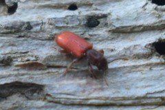 Zenodosus sanguineus