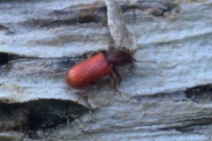 Zenodosus sanguineus