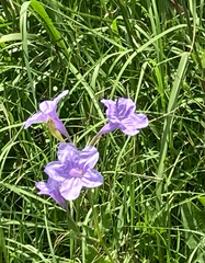 Ruellia nudiflora