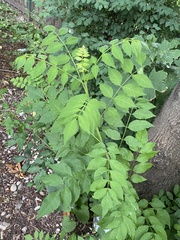 Fraxinus excelsior