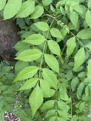 Fraxinus excelsior