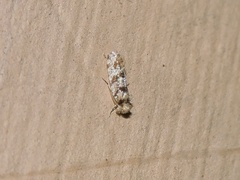 Tineidae