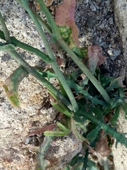 Reichardia picroides image