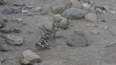 Pterocles lichtensteinii