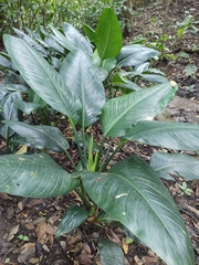 Spathiphyllum wallisii