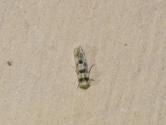 Tineidae