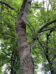 Fraxinus excelsior