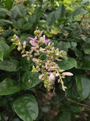 Callerya dielsiana