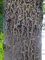 Fraxinus excelsior