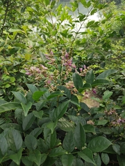 Callerya dielsiana