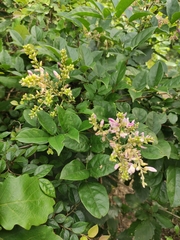 Callerya dielsiana