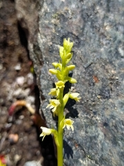 Pseudorchis straminea