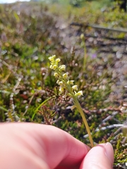 Pseudorchis straminea
