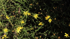 Euryops munitus