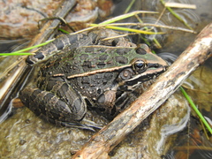 Lithobates neovolcanicus