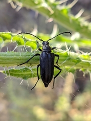 Cribroleptura otini