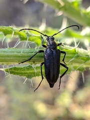 Cribroleptura otini