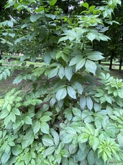 Sambucus nigra