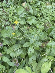 Geum