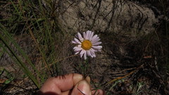 Athrixia heterophylla
