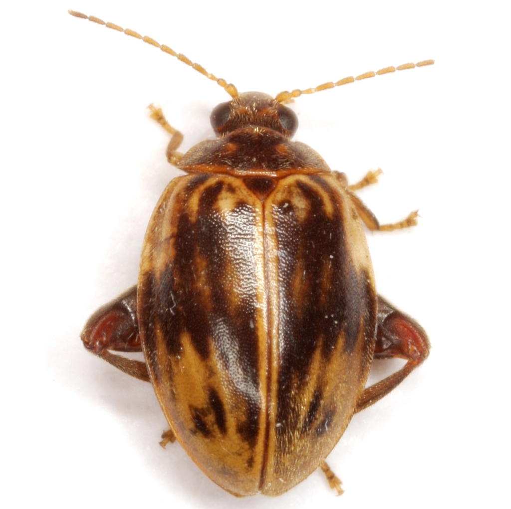 Texas Flea Marsh Beetle
