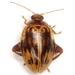 Texas Flea Marsh Beetle - Photo (c) Mike Quinn, Austin, TX, some rights reserved (CC BY-NC), uploaded by Mike Quinn, Austin, TX